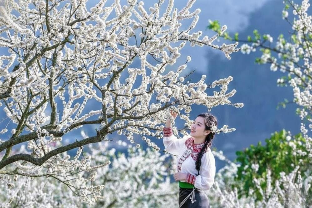 Đến Mộc Châu mùa xuân bạn như lạc vào chốn thần tiên.